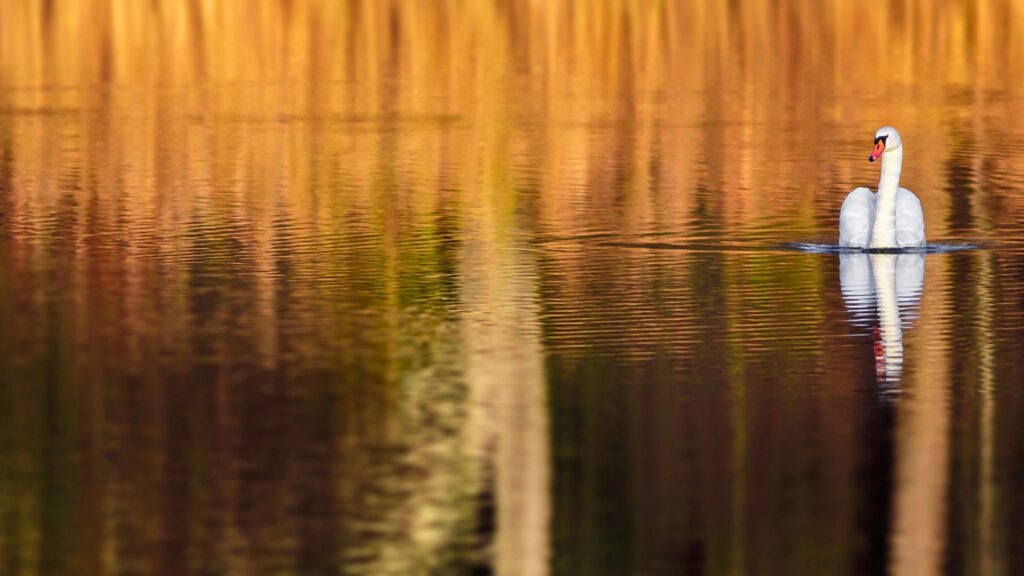 calm nature abstract